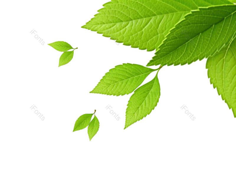 叶子图片,装饰元素,元素PNG,绿叶免抠素材